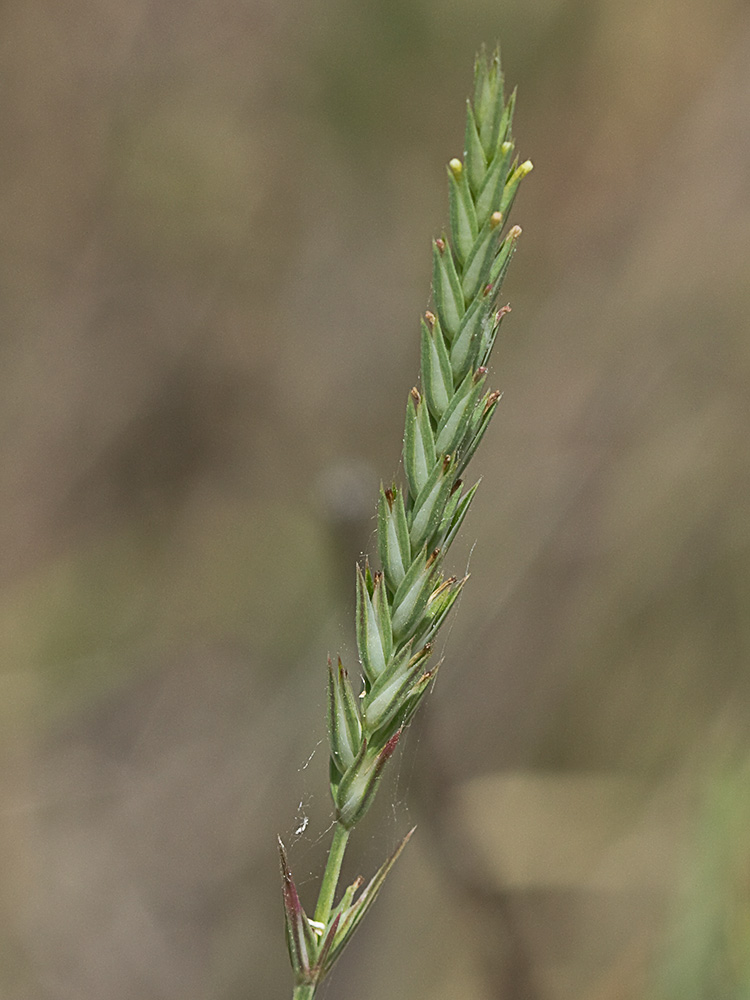 Espigadilla (Crucianella angustifolia)