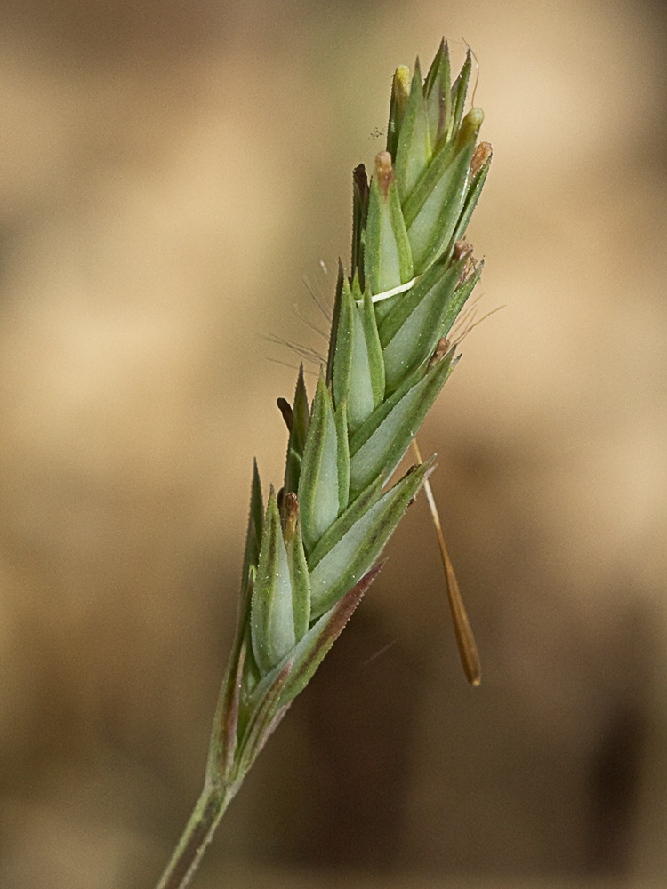 Espigadilla (Crucianella angustifolia)
