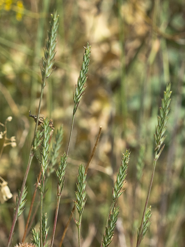 Espigadilla (Crucianella angustifolia)