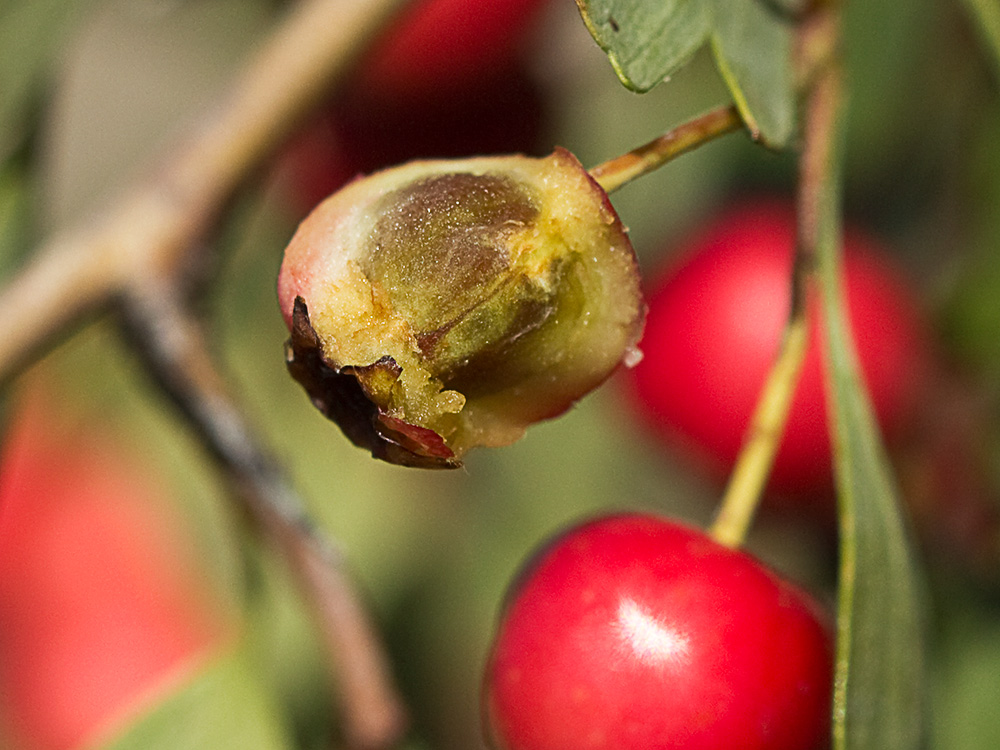 Frutos del espino blanco