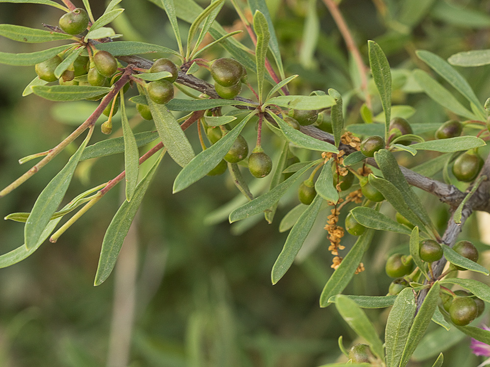 Espino negro (Rhamnus lycioides L.)