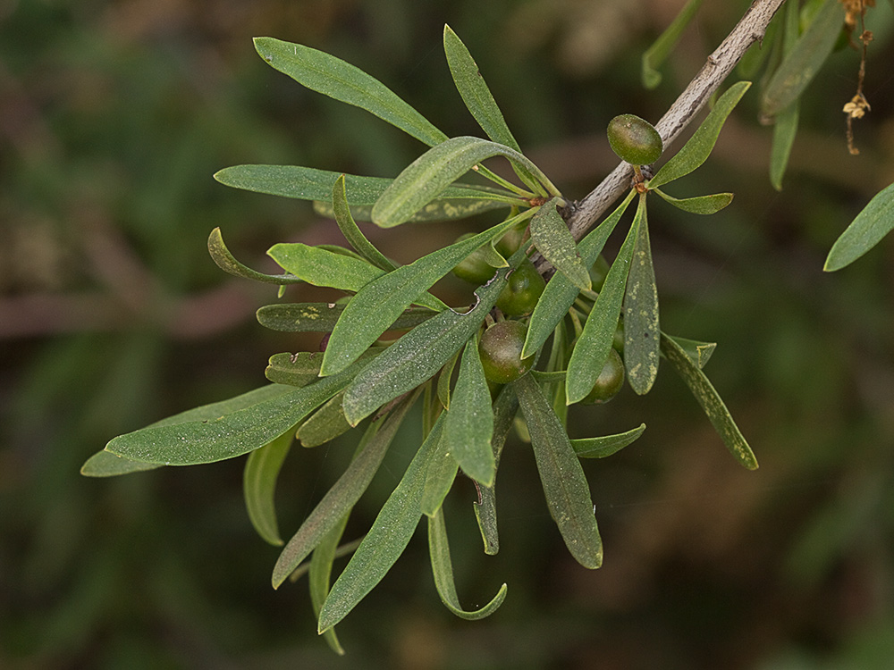 Espino negro (Rhamnus lycioides L.)