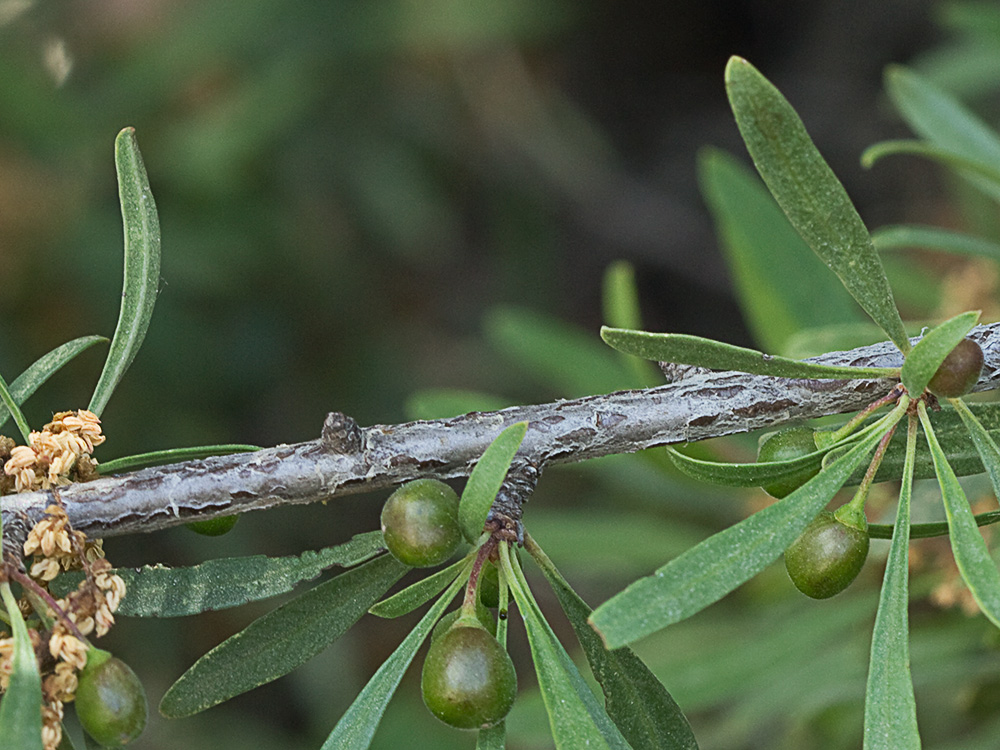 Espino negro (Rhamnus lycioides L.)