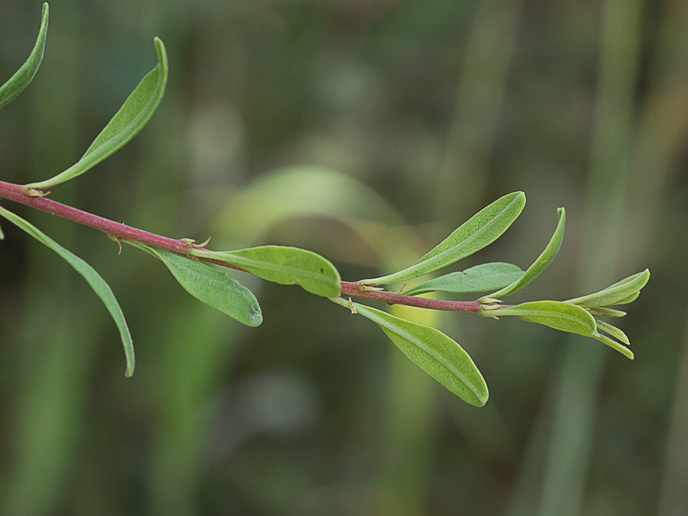 Espino negro (Rhamnus lycioides L.)