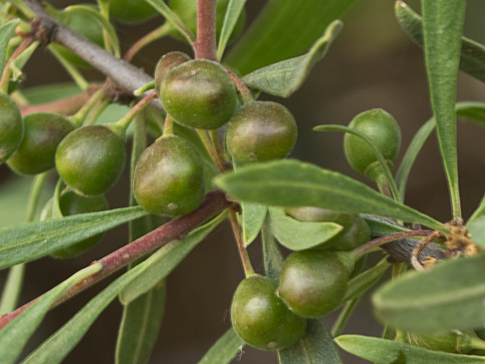 Espino negro (Rhamnus lycioides L.)