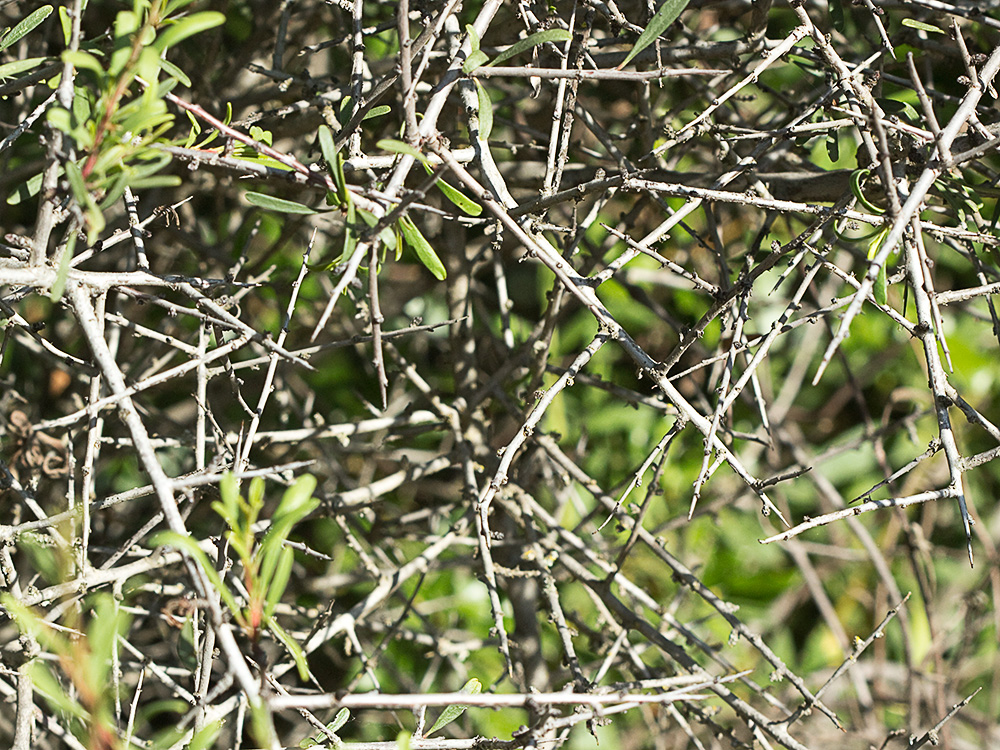 Espino negro (Rhamnus lycioides L.)
