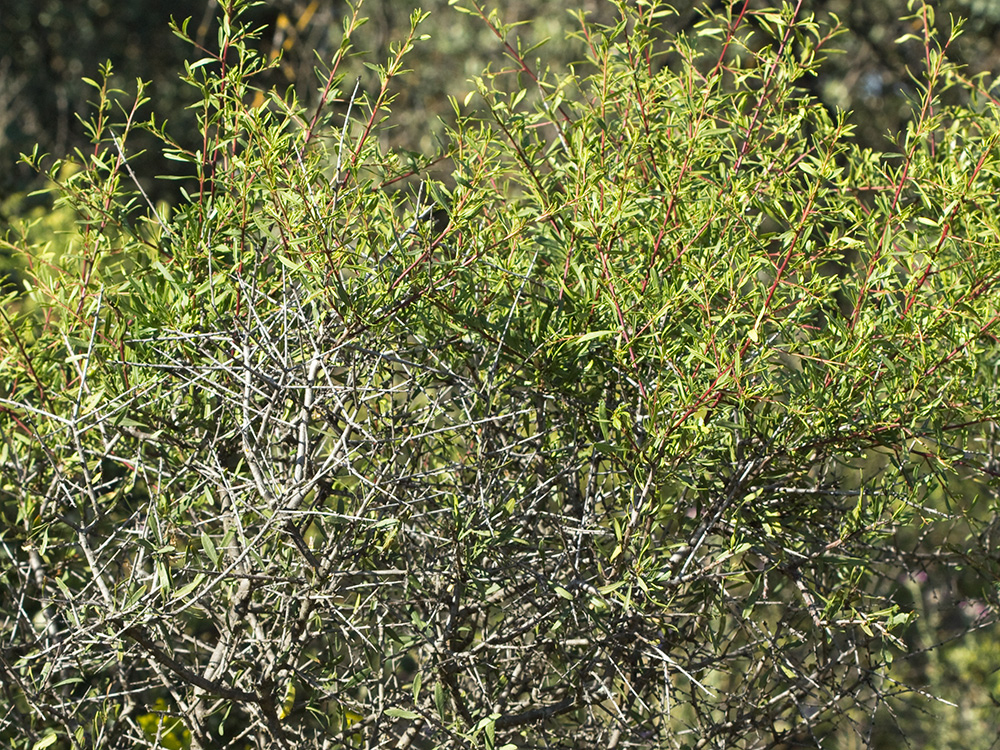Espino negro (Rhamnus lycioides L.)
