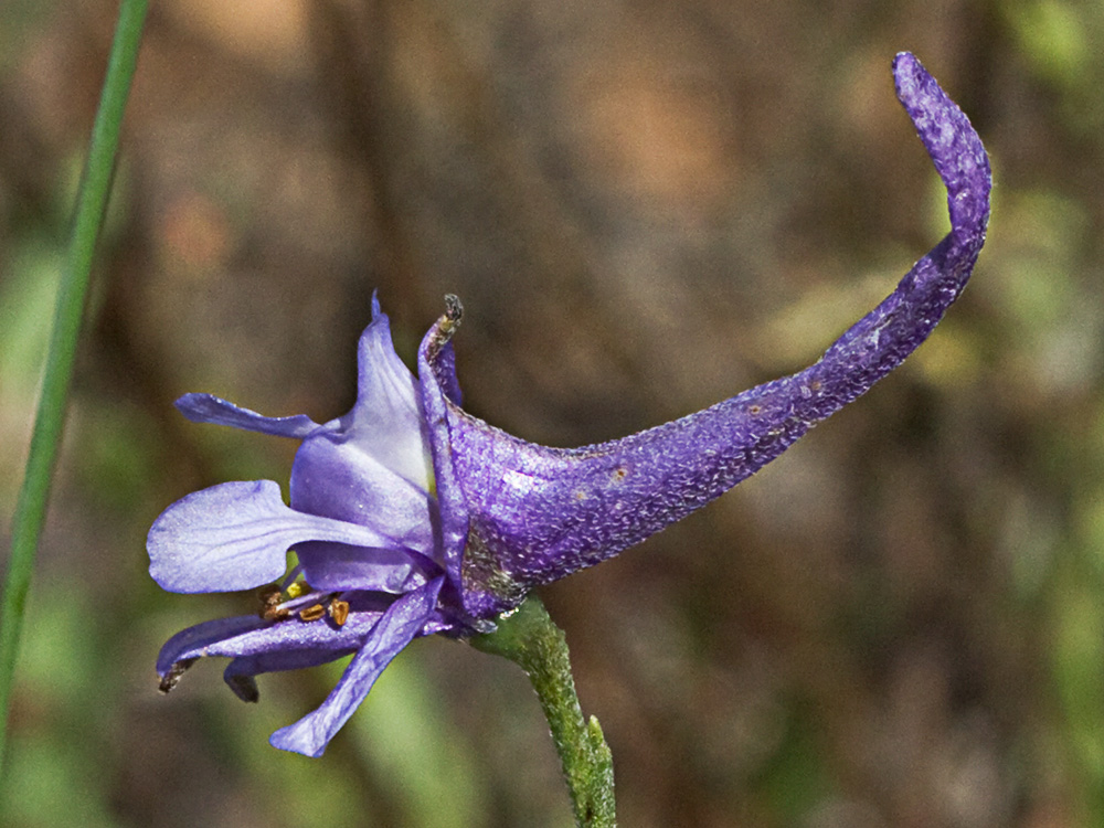 Espuelas de caballero (Delphinium gracile)