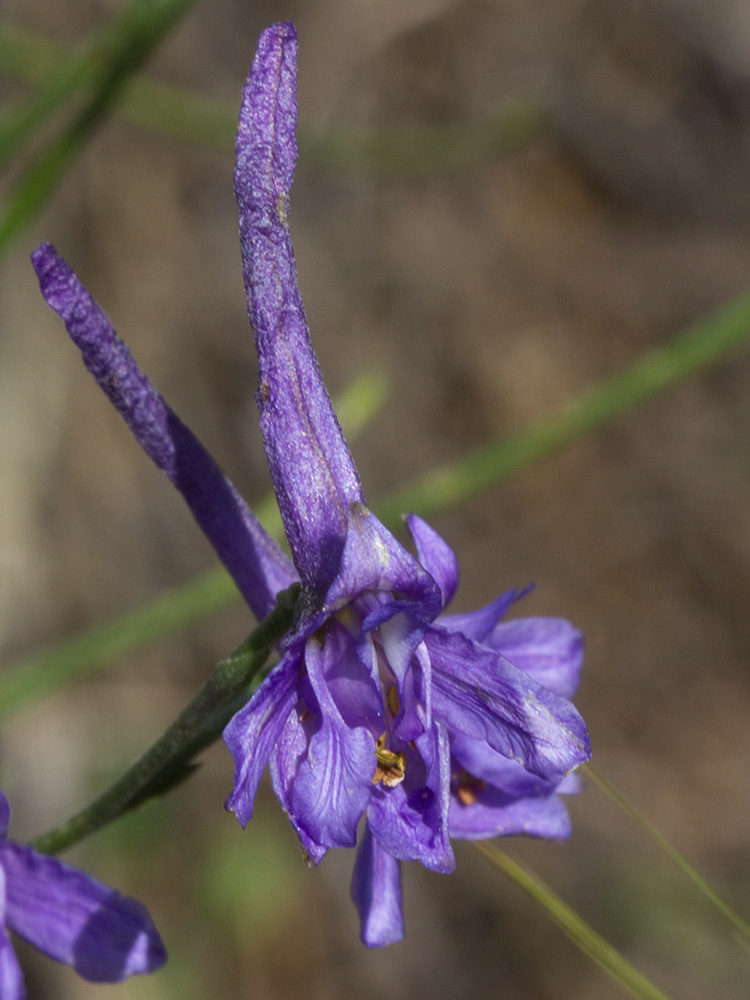 Espuelas de caballero (Delphinium gracile)