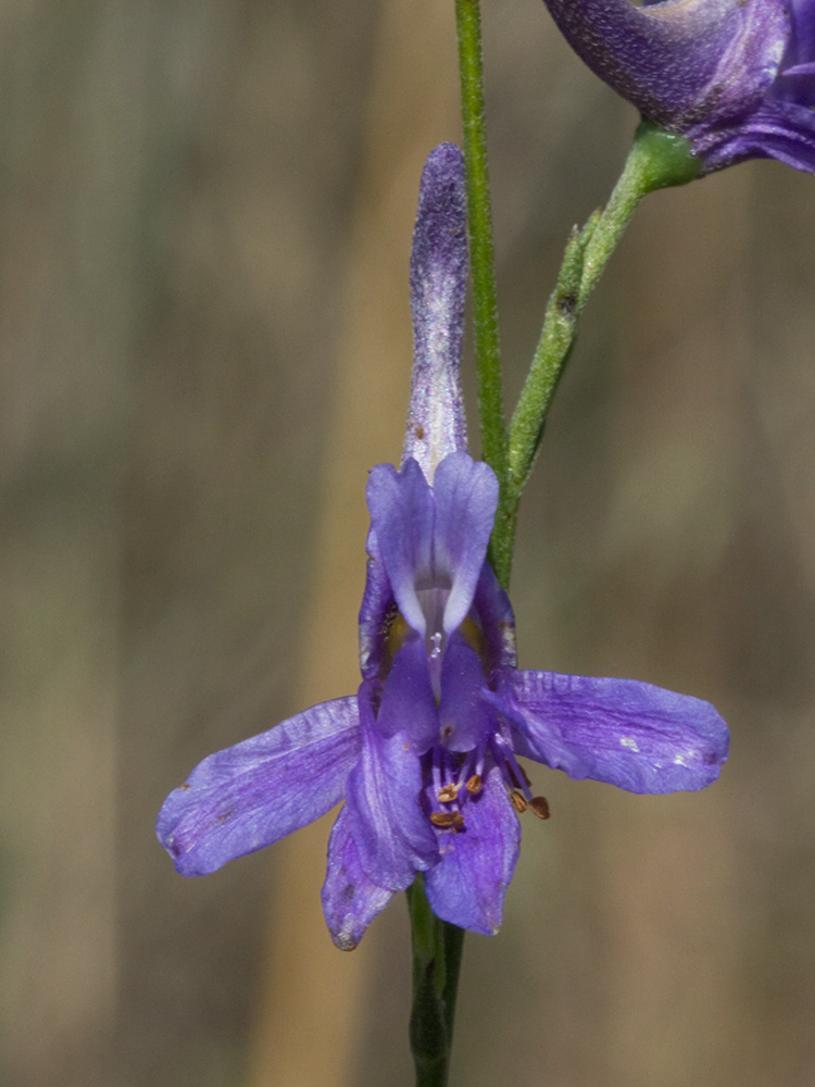Espuelas de caballero (Delphinium gracile)
