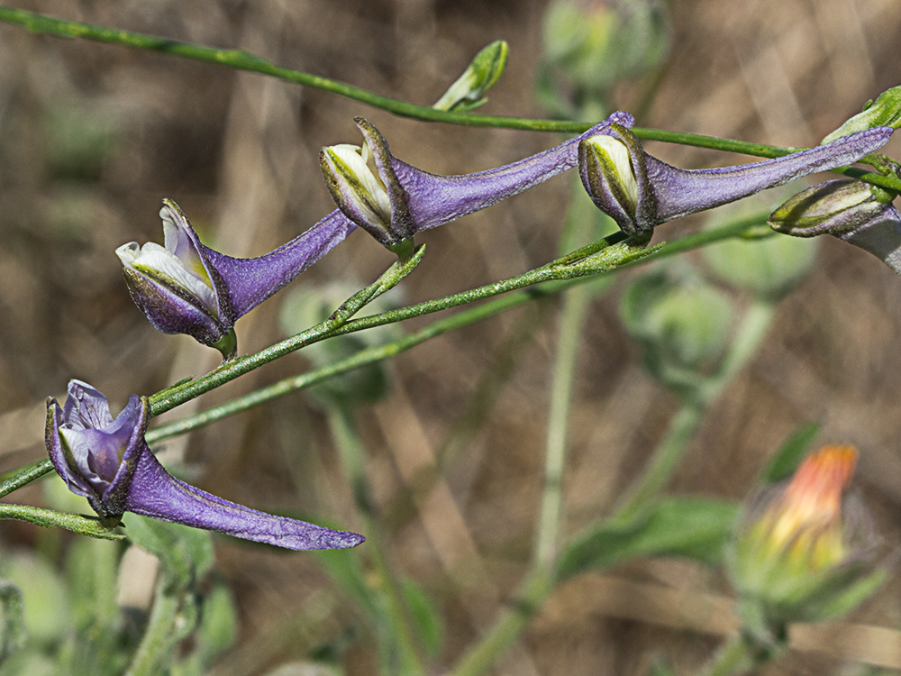 Espuelas de caballero (Delphinium gracile)