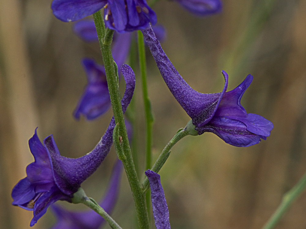Espuelas de caballero (Delphinium gracile)