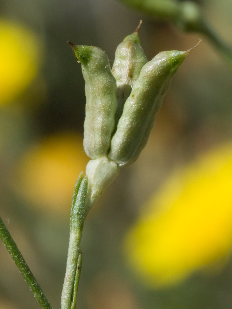 Vainas del fruto de la Espuelas de caballero (Delphinium gracile)