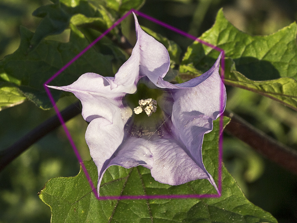 Flor del Estramonio (Datura stramonio)