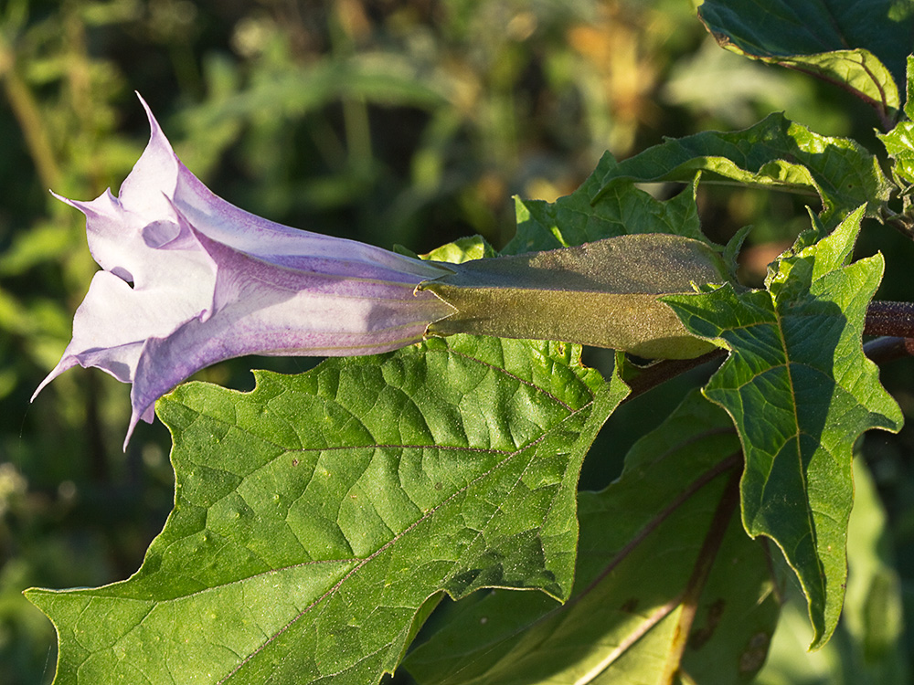 Flor del Estramonio (Datura stramonio)