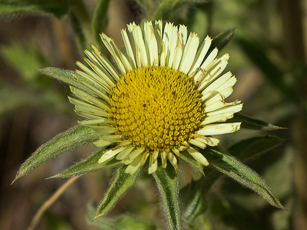 Flor de la estrellada espinosa (Pallenis spinosa)