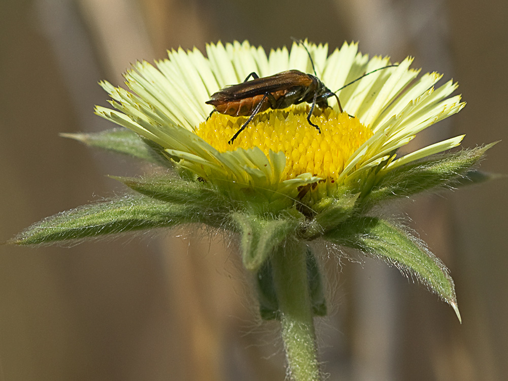 Flor de la estrellada espinosa (Pallenis spinosa)