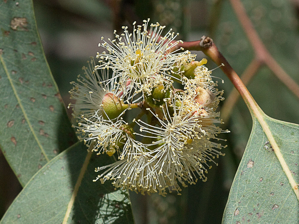 Flores de eucalipto
