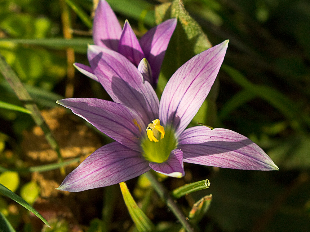 Falso azafrán (Romulea bulbocodium)