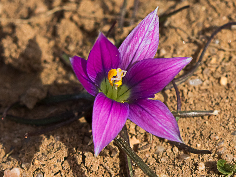 Falso azafrán (Romulea bulbocodium)