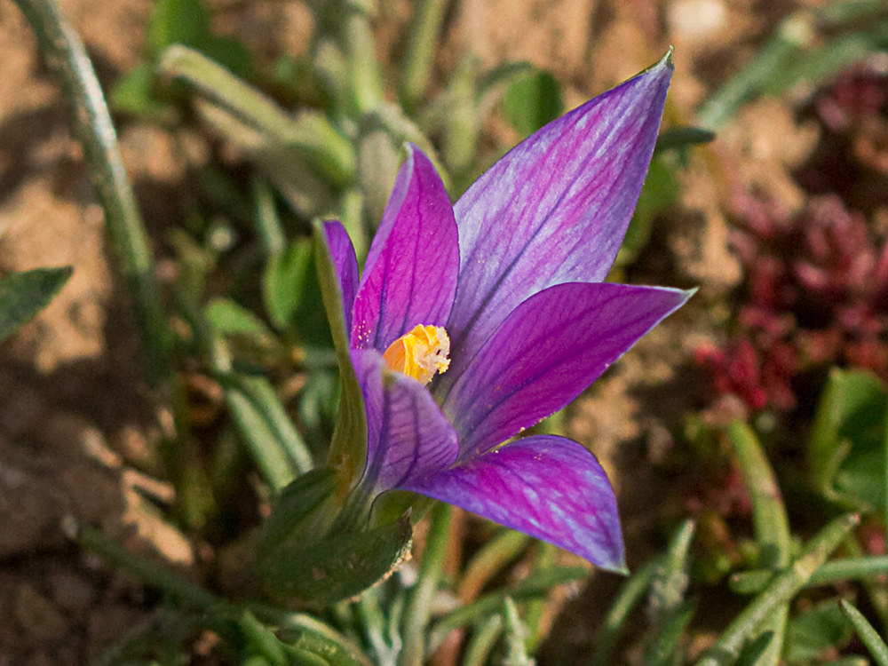 Falso azafrán (Romulea bulbocodium)