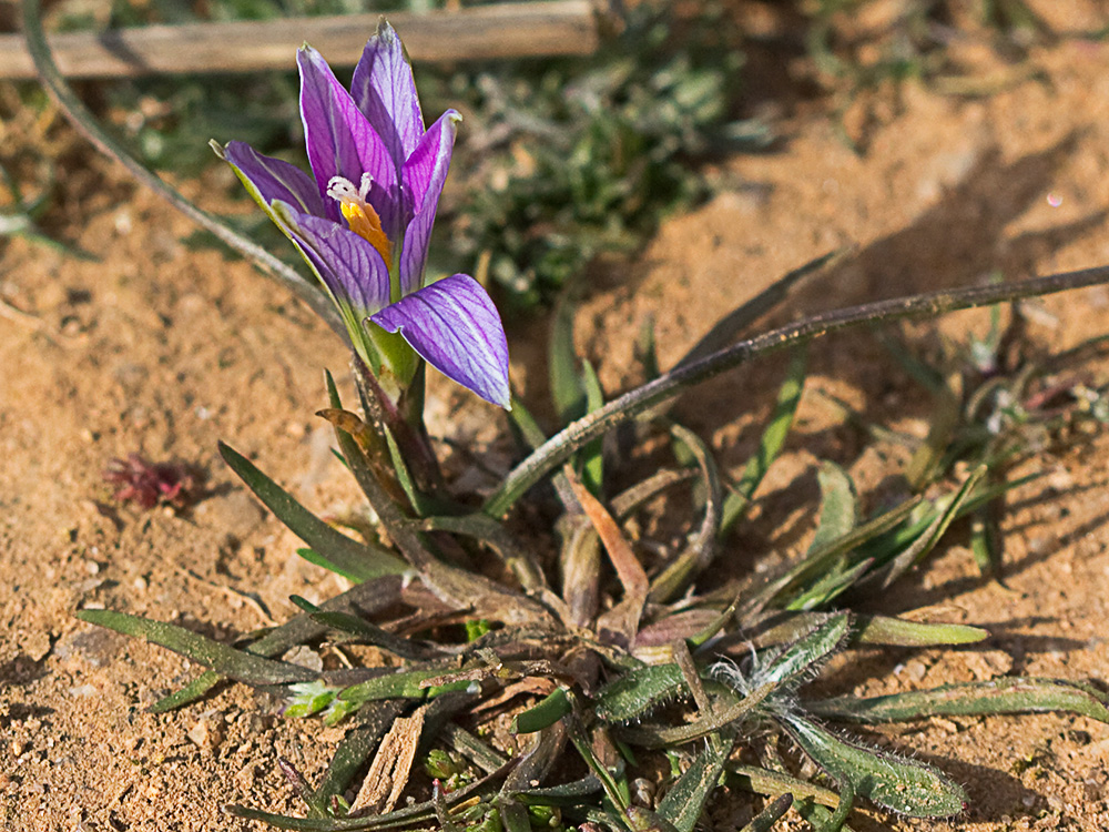 Falso azafrán (Romulea bulbocodium)