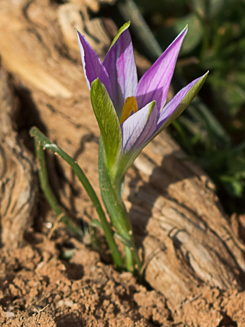 Falso azafrán (Romulea bulbocodium)
