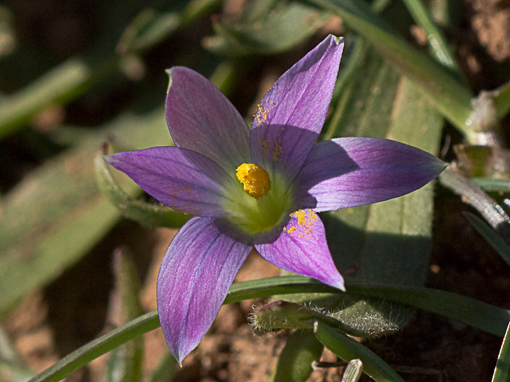 Falso azafrán (Romulea bulbocodium)
