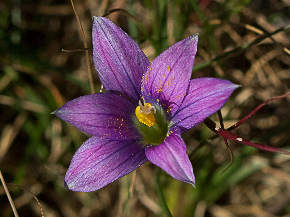 Falso azafrán (Romulea bulbocodium)