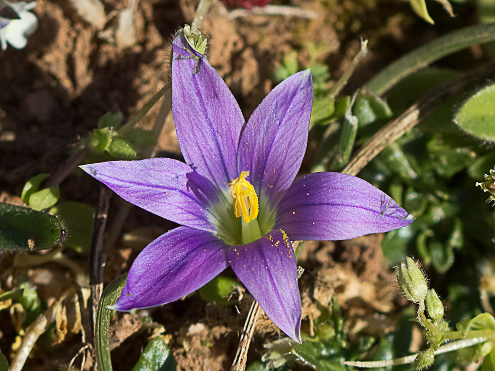Falso azafrán (Romulea bulbocodium)