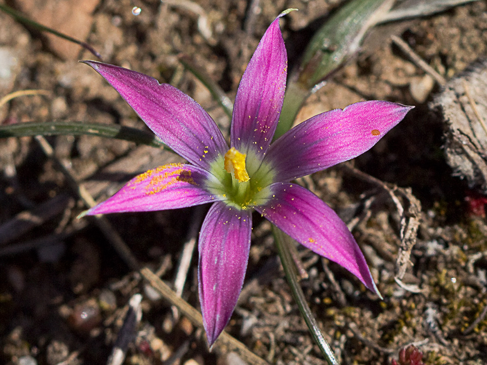 Falso azafrán (Romulea bulbocodium)