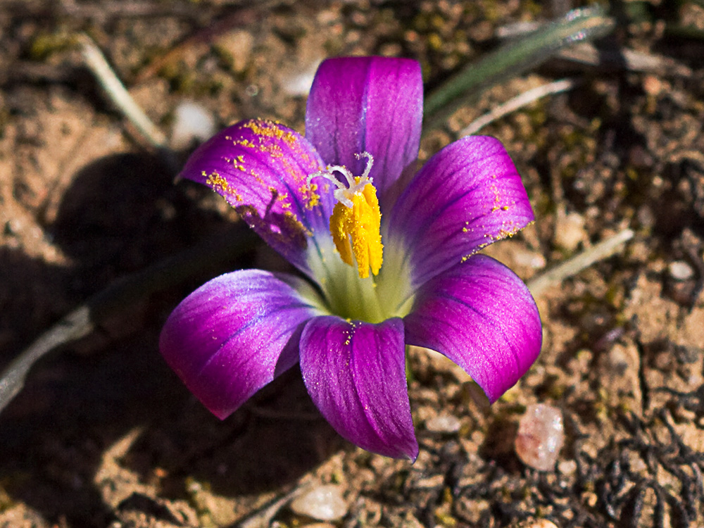 Falso azafrán (Romulea bulbocodium)