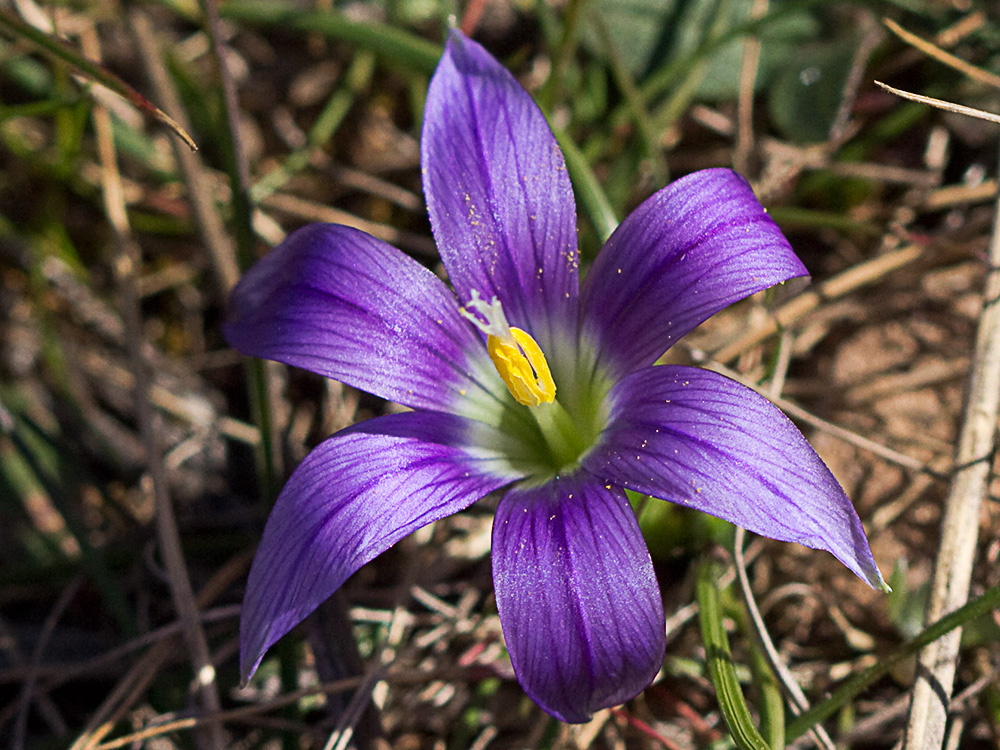 Falso azafrán (Romulea bulbocodium)