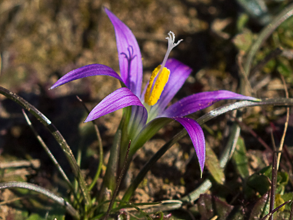 Falso azafrán (Romulea bulbocodium)