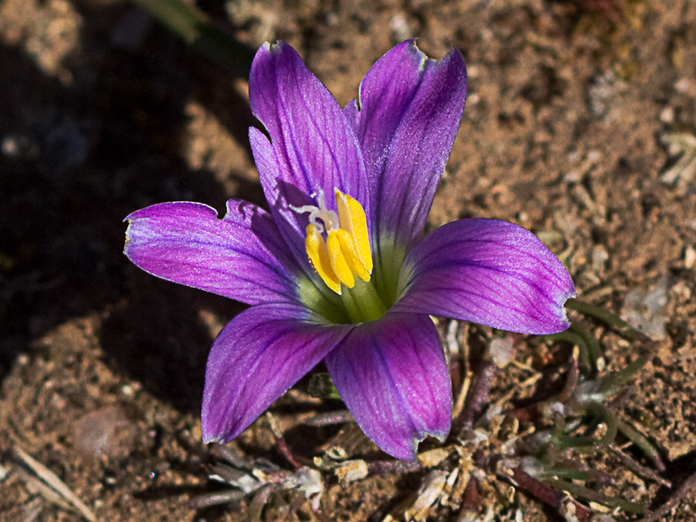 Falso azafrán (Romulea bulbocodium)