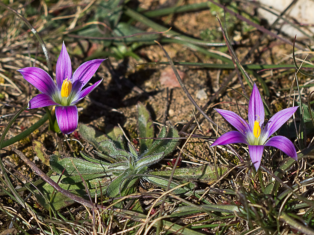 Falso azafrán (Romulea bulbocodium)