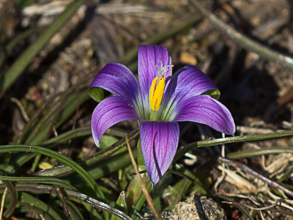 Falso azafrán (Romulea bulbocodium)