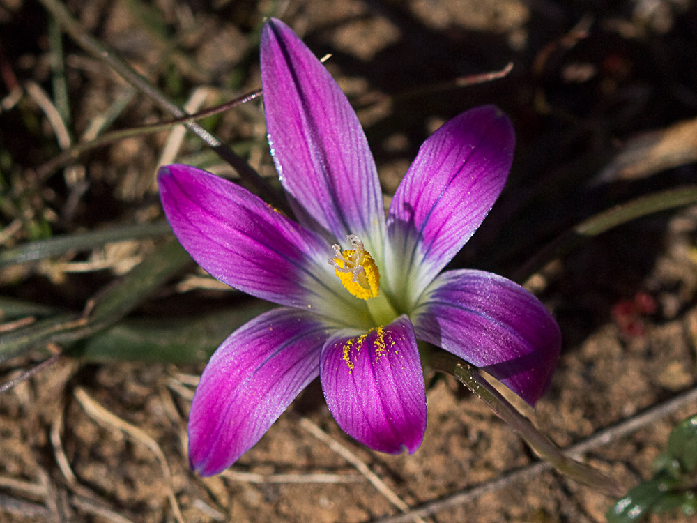 Falso azafrán (Romulea bulbocodium)
