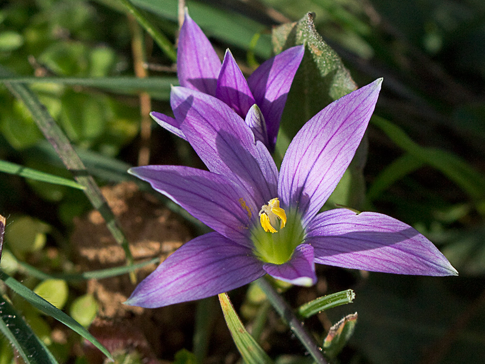 Falso azafrán (Romulea bulbocodium)