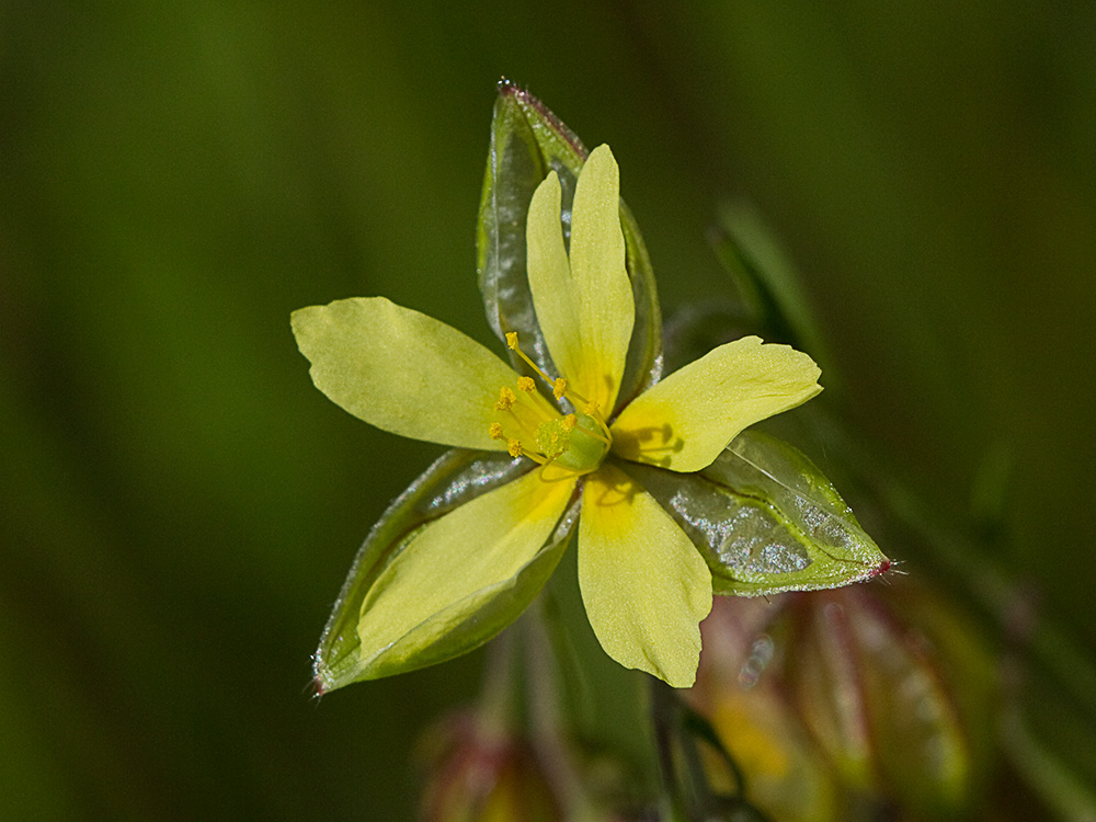 Farolillos, jarilla de hoja de romero (Helianthemum aegyptiacum (L.) Miller)