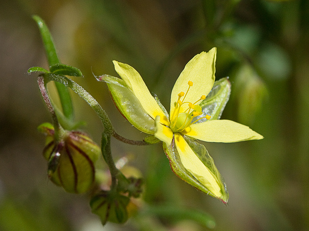 Farolillos, jarilla de hoja de romero (Helianthemum aegyptiacum (L.) Miller)