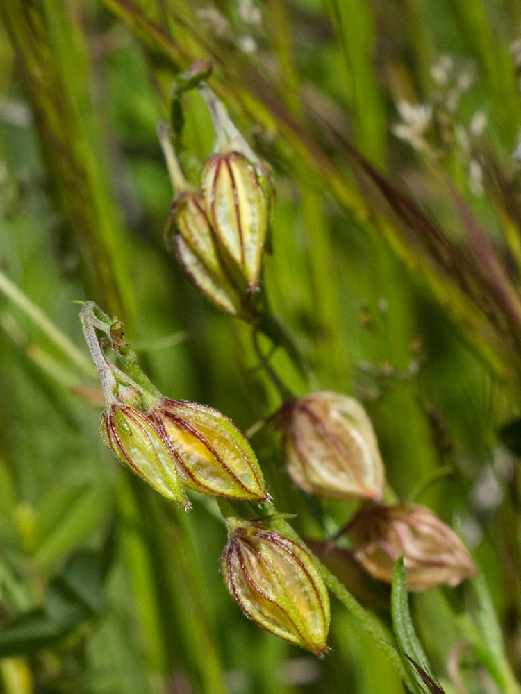 Farolillos, jarilla de hoja de romero (Helianthemum aegyptiacum (L.) Miller)