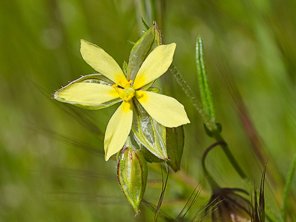 Farolillos, jarilla de hoja de romero (Helianthemum aegyptiacum (L.) Miller)
