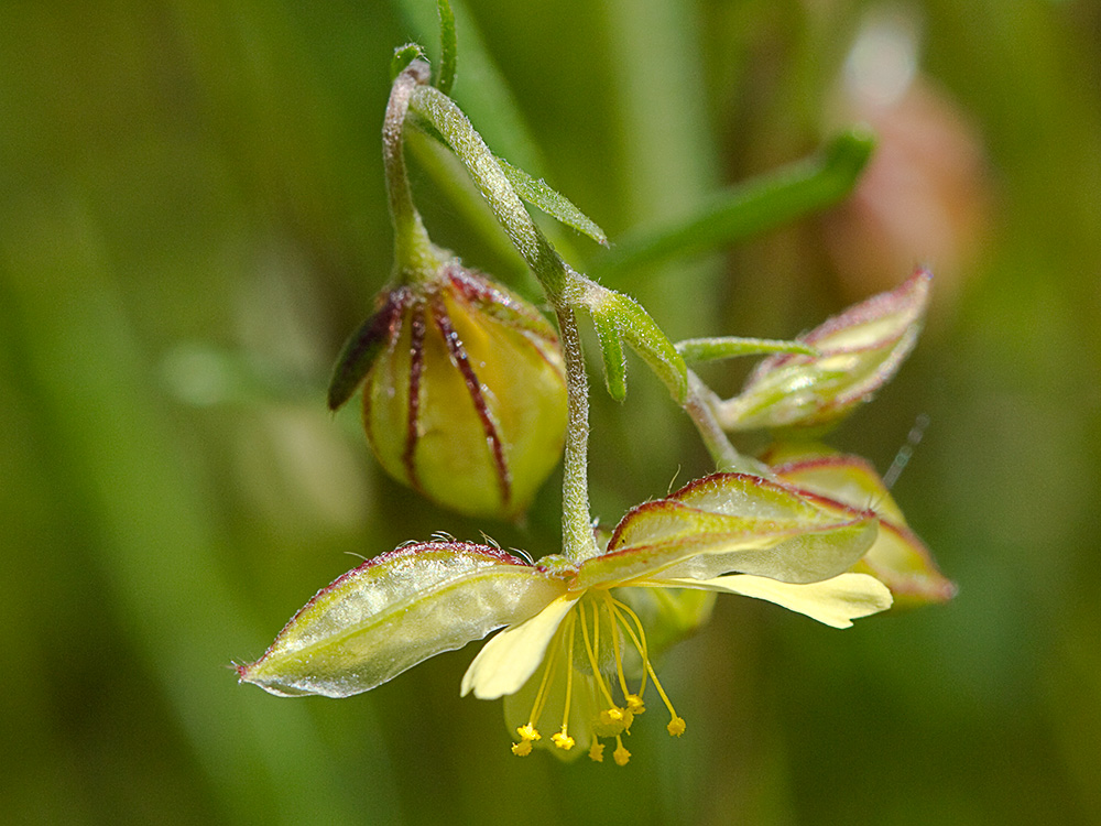 Farolillos, jarilla de hoja de romero (Helianthemum aegyptiacum (L.) Miller)
