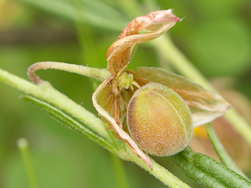 Fruto de los Farolillos, jarilla de hoja de romero (Helianthemum aegyptiacum (L.) Miller)