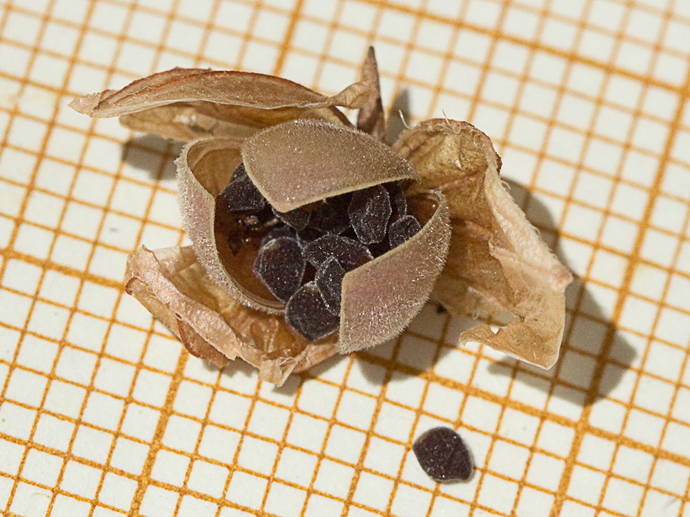 Fruto y semillas de los Farolillos, jarilla de hoja de romero (Helianthemum aegyptiacum (L.) Miller)