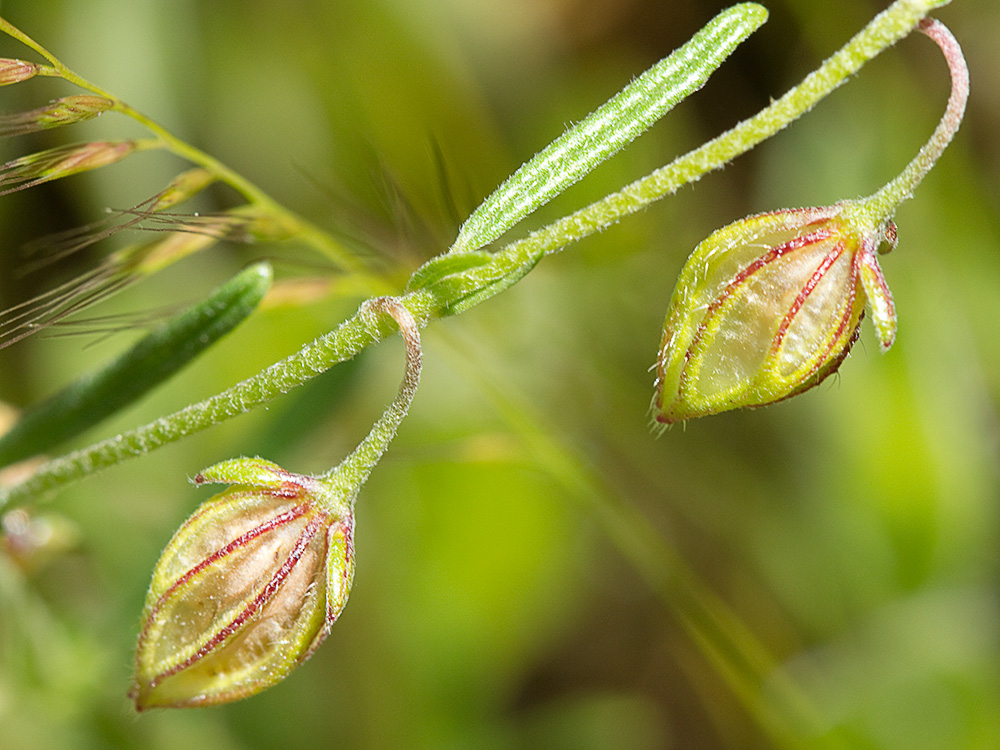 Farolillos, jarilla de hoja de romero (Helianthemum aegyptiacum (L.) Miller)