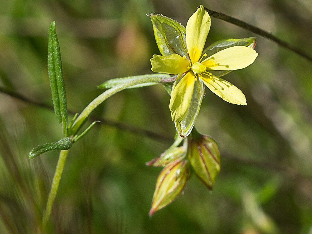 Farolillos, jarilla de hoja de romero (Helianthemum aegyptiacum (L.) Miller)