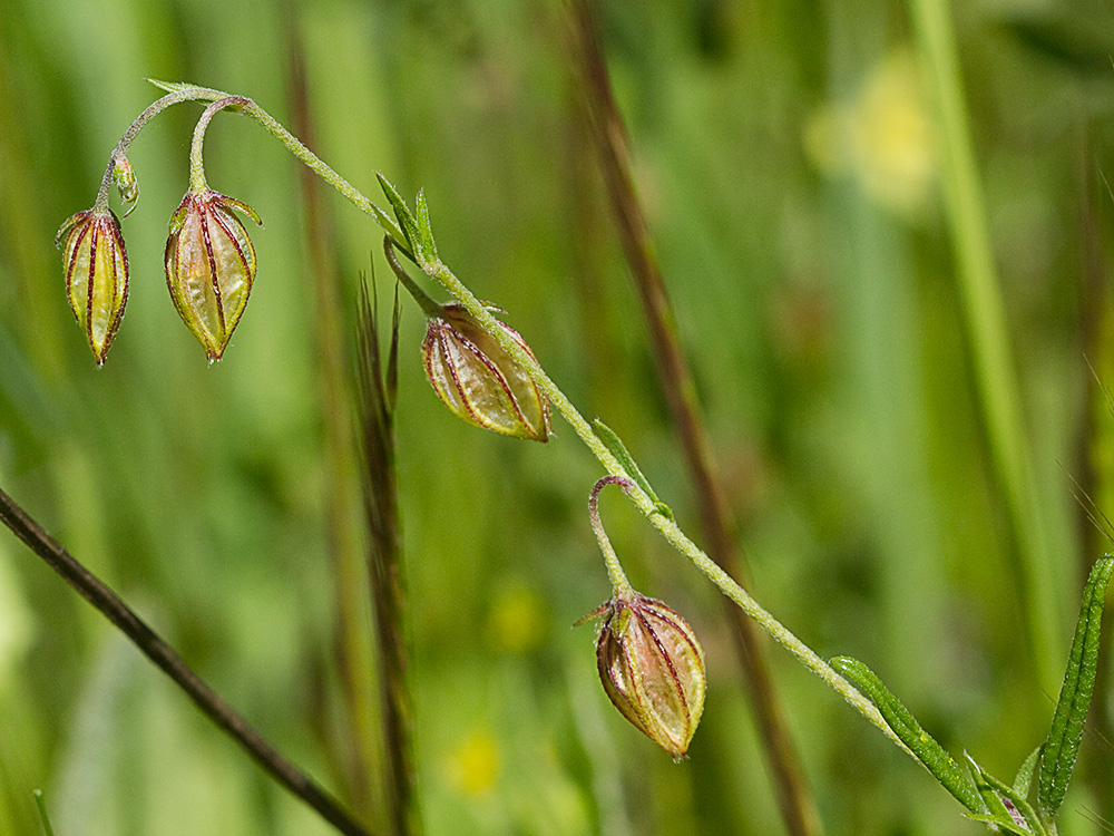 Farolillos, jarilla de hoja de romero (Helianthemum aegyptiacum (L.) Miller)