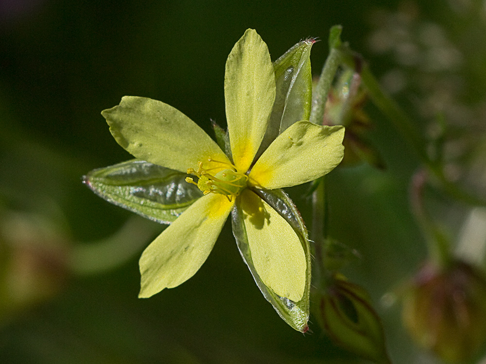 Farolillos, jarilla de hoja de romero (Helianthemum aegyptiacum (L.) Miller)
